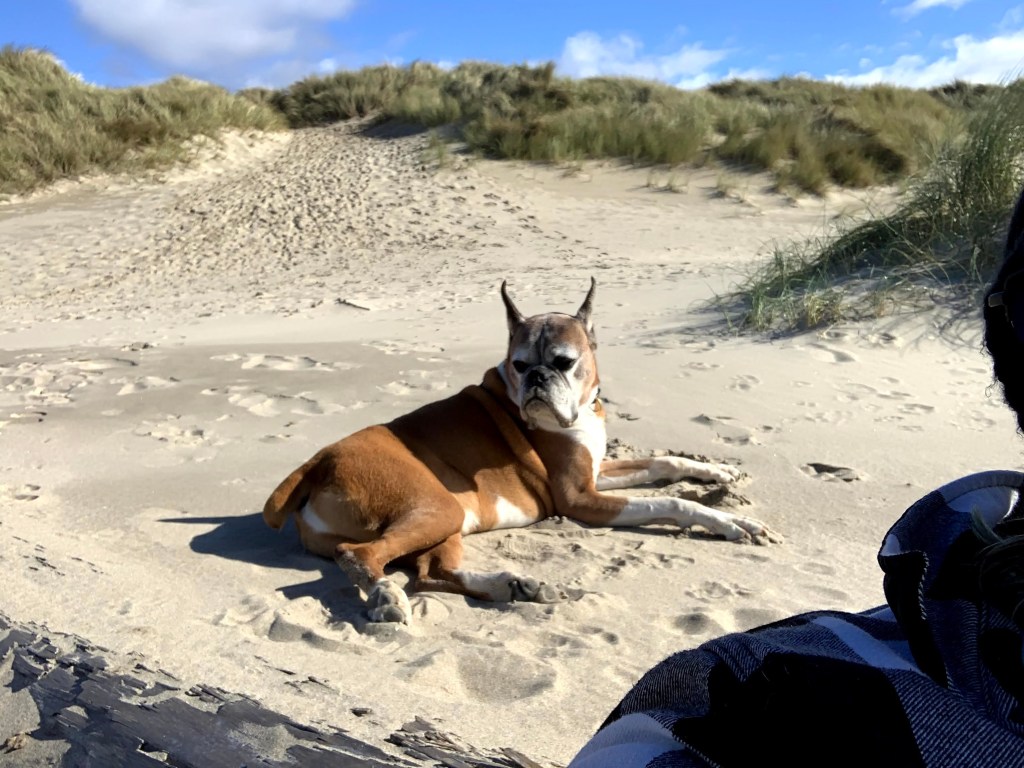 The Best Dog