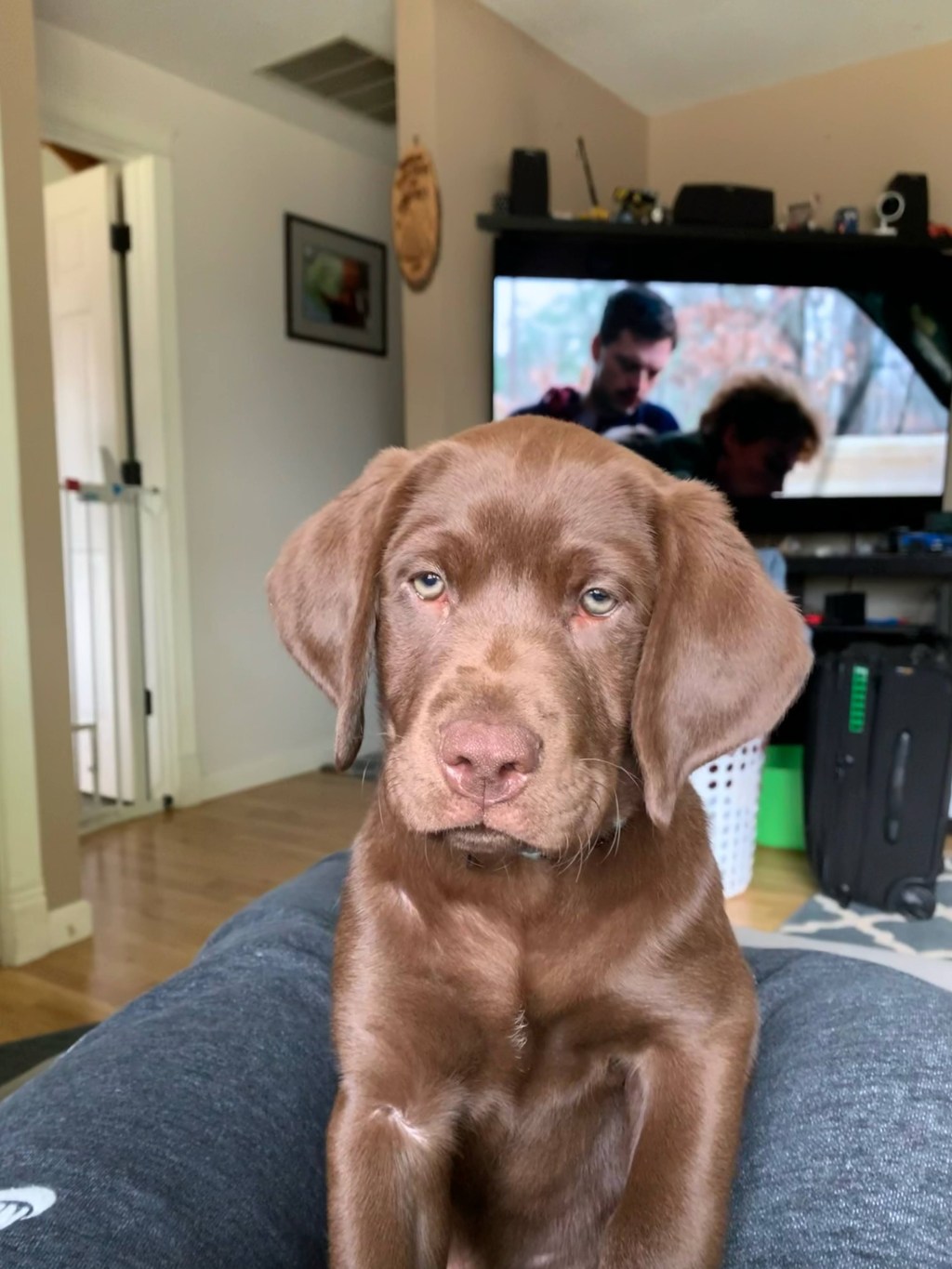 Pupdates