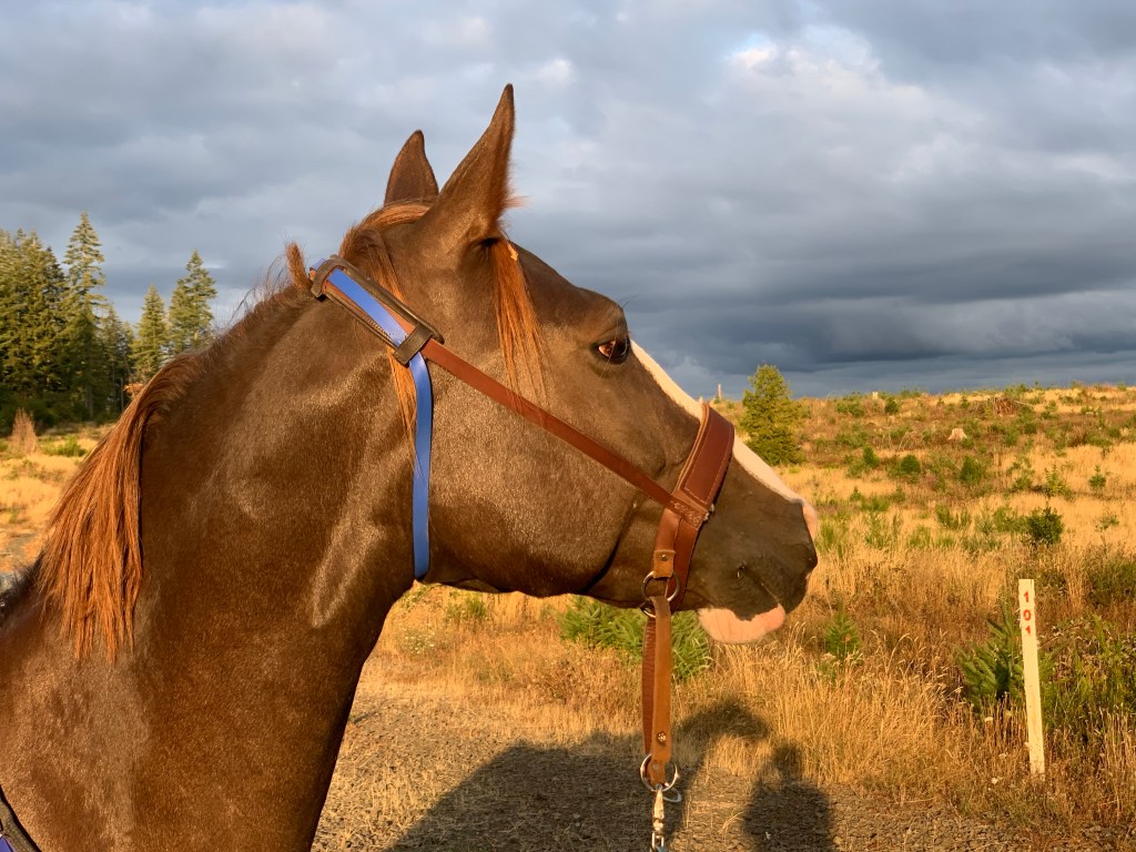 An Evening Stroll