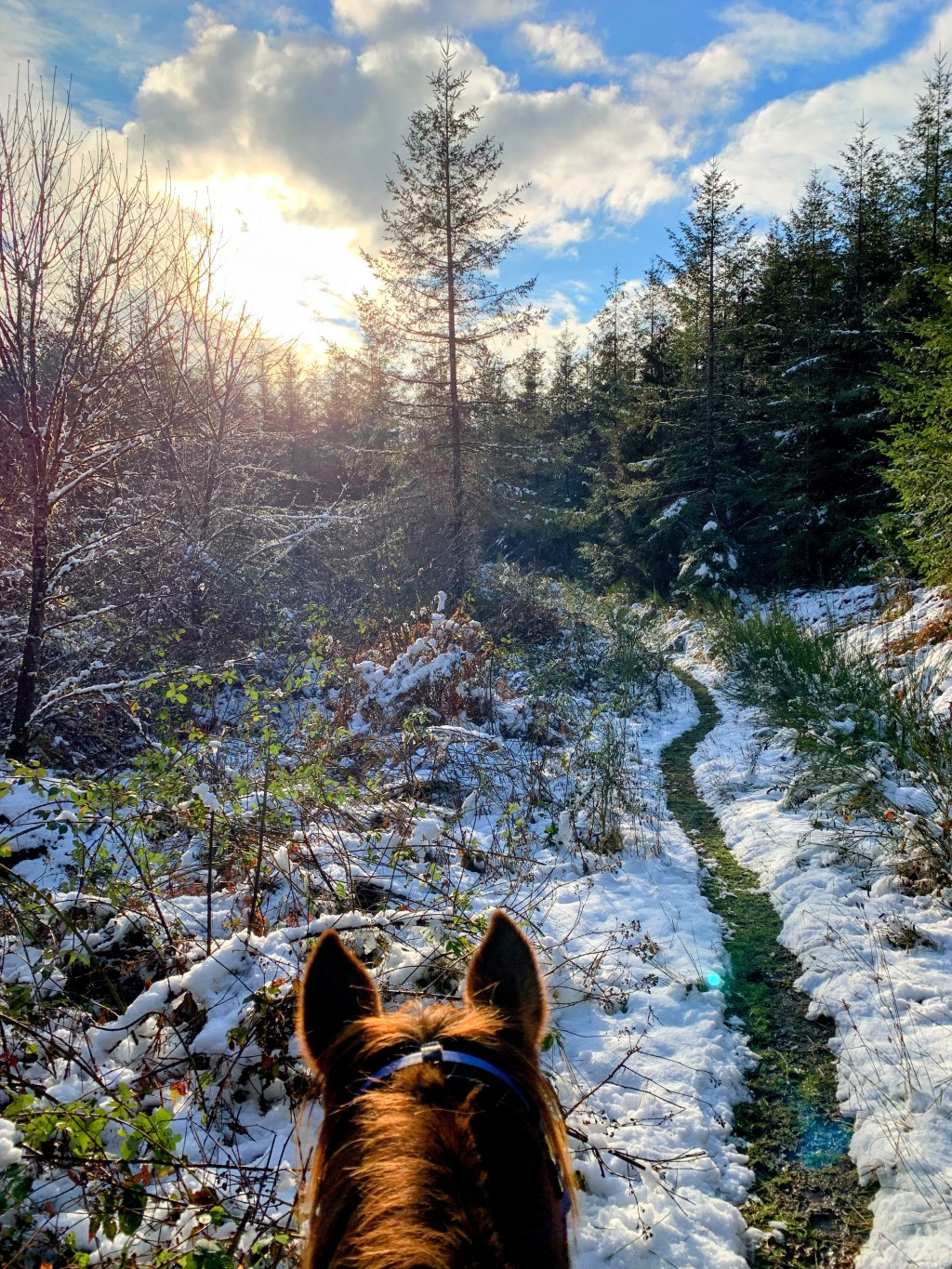 Snowy stroll