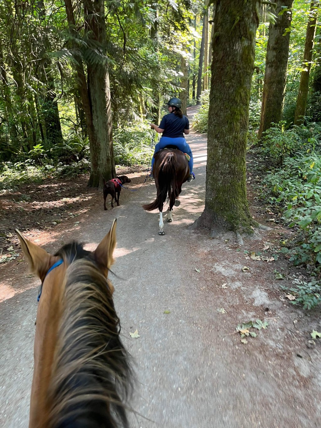 Dog and Pony&nbsp;Show
