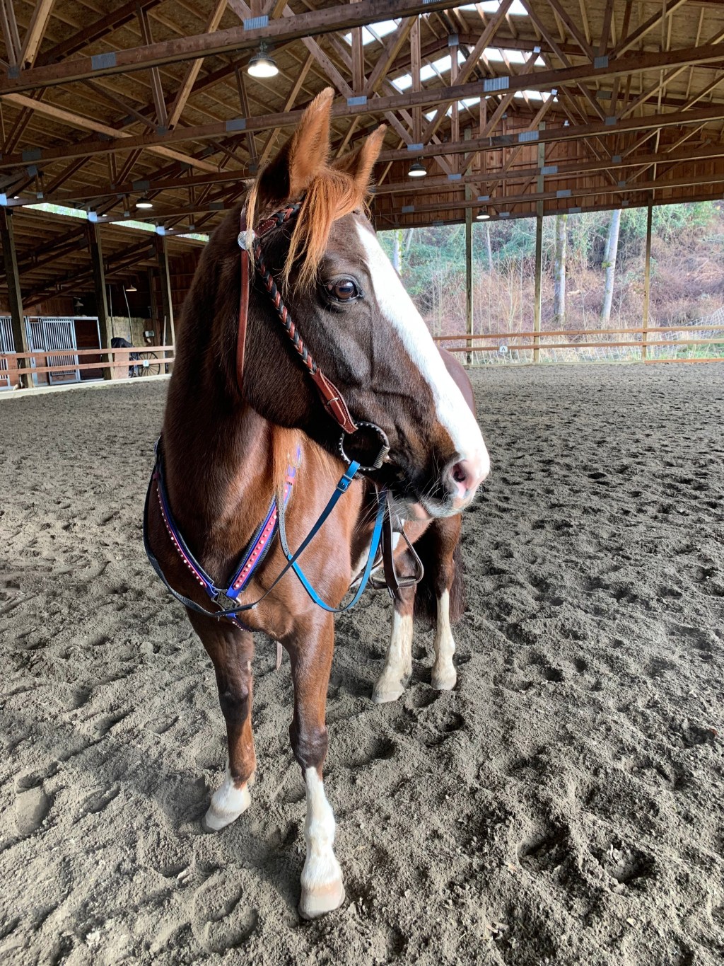 Equine Ethics