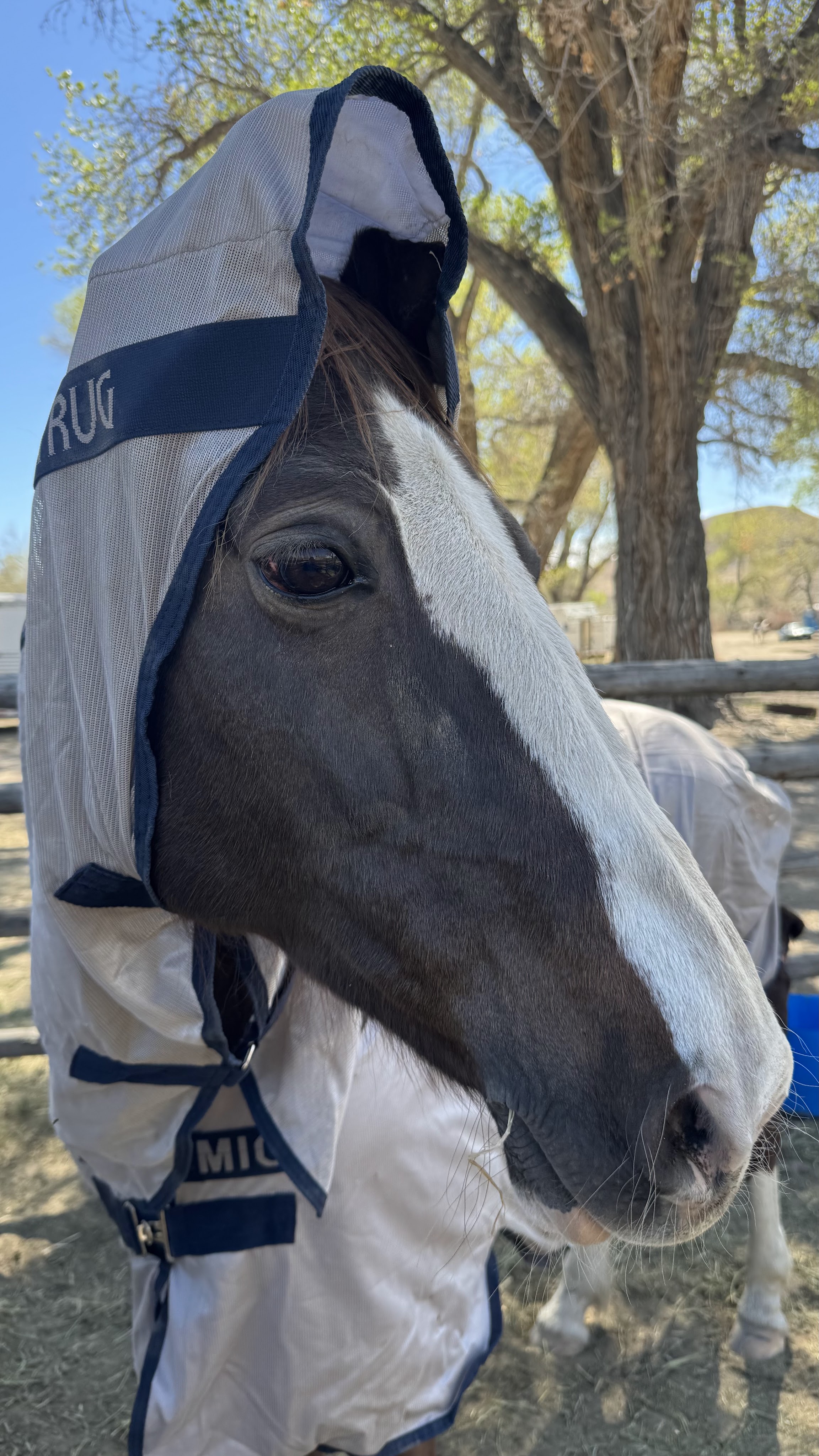 A Shoeless Turtle: Nevada Derby Ride Report