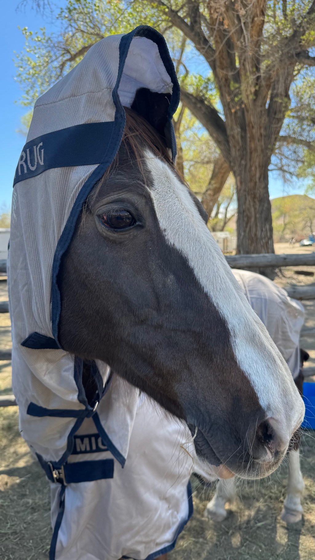 A Shoeless Turtle: Nevada Derby Ride&nbsp;Report